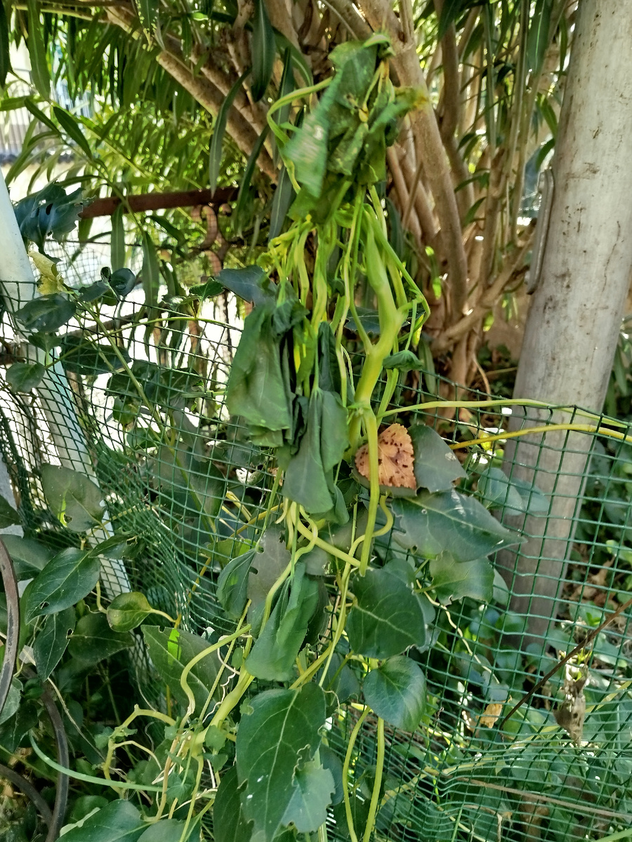 Фото автора. Вьющаяся настурция на улице.