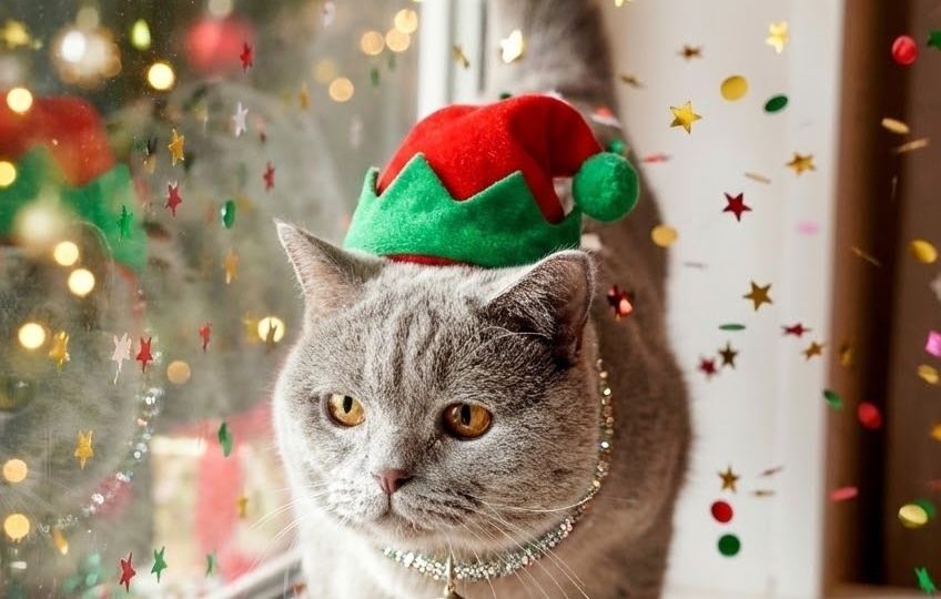 Ищем единственных и неповторимых хозяев для плюшевого красавца Бимки! 🐈💖