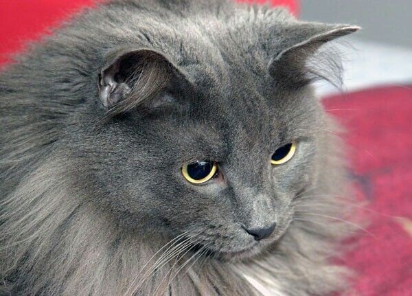 Фото почти Васькина копия. Фото из открытого источника в интернете.