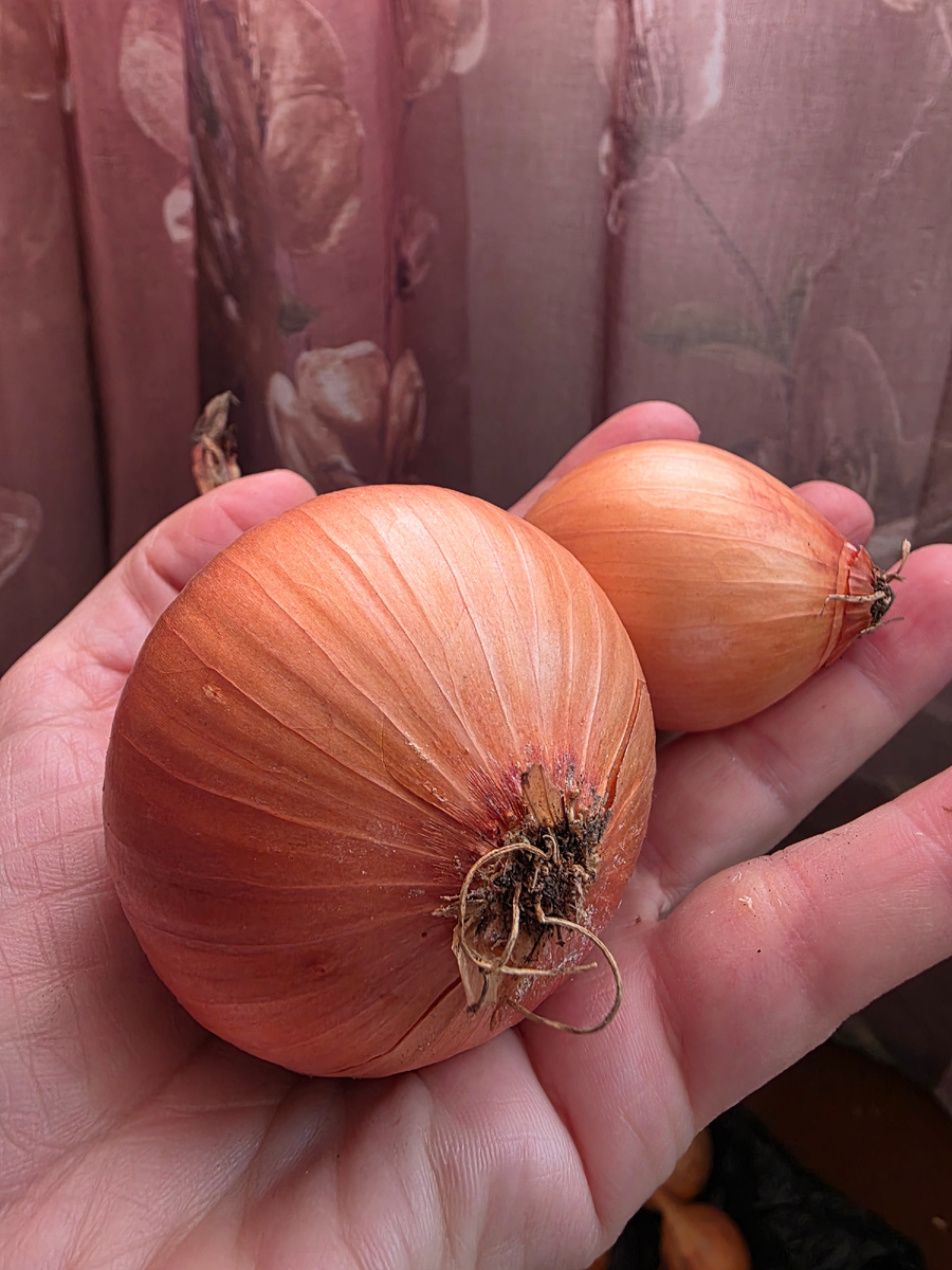 Мой размер лука