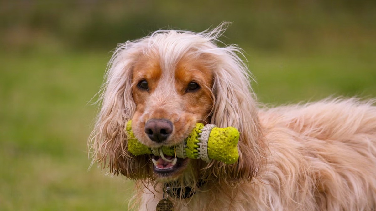    Правильная игрушка может стать лучшим другом вашей собаки