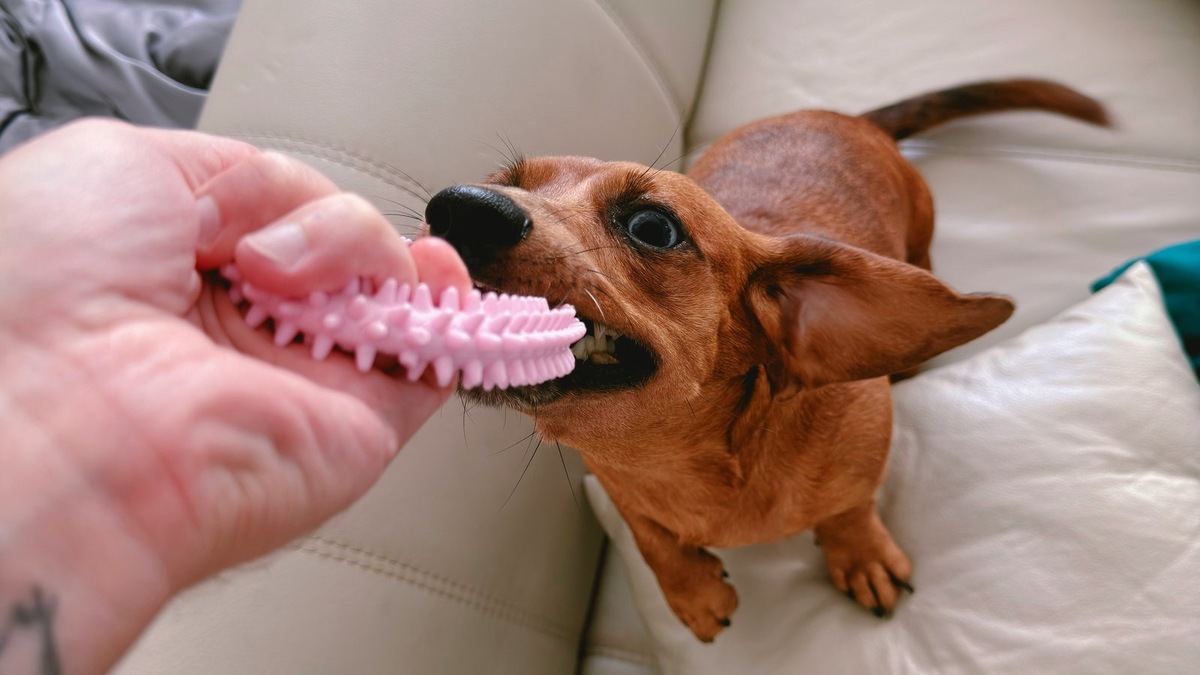    Учет размера и характера собаки — ключ к удачному выбору