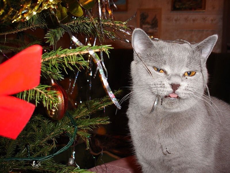 источник фото: https://i.pinimg.com/originals/3d/df/92/3ddf9285e856097011f92a1bd5bbff77.jpg