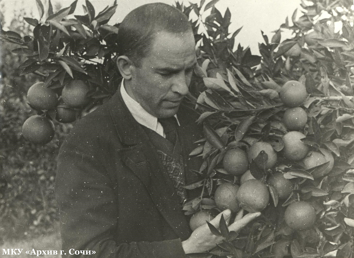Зорин Федор Михайлович, кандидат сельскохозяйственных наук, Сочинская Опытная станция, 1940е.