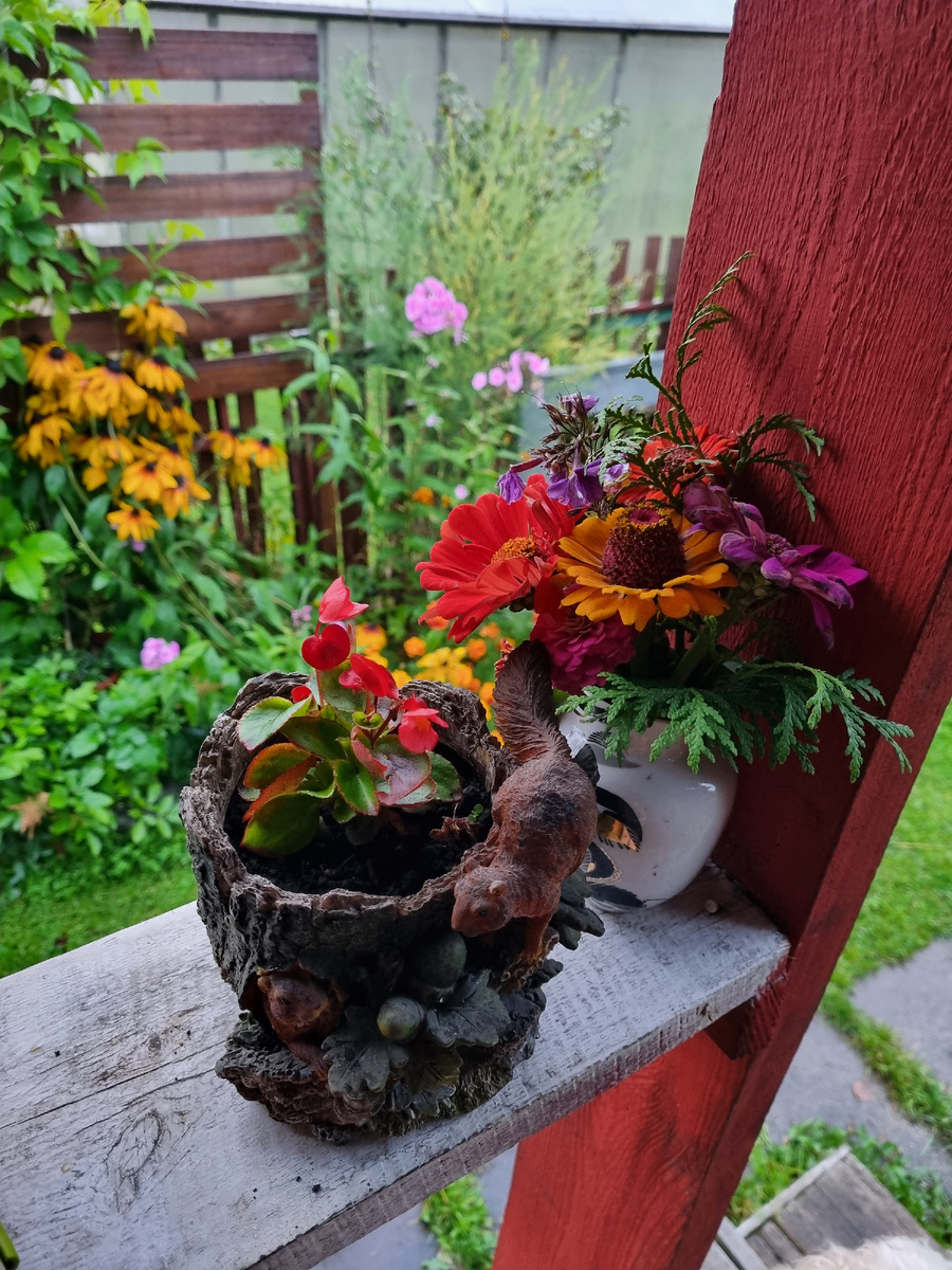 Букет из цинний с веточками туи, в горшочке с белочкой вечноцветущая бегония.