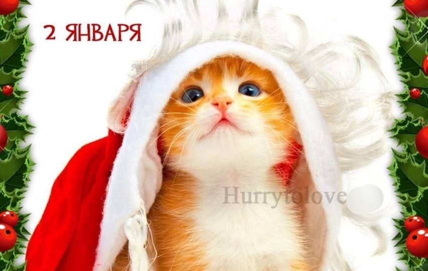 А между прочим сегодня Новый год пушистых питомцев!🎄😻
