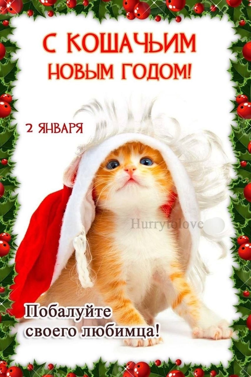с Новым годом пушистиков) 🎄🐈