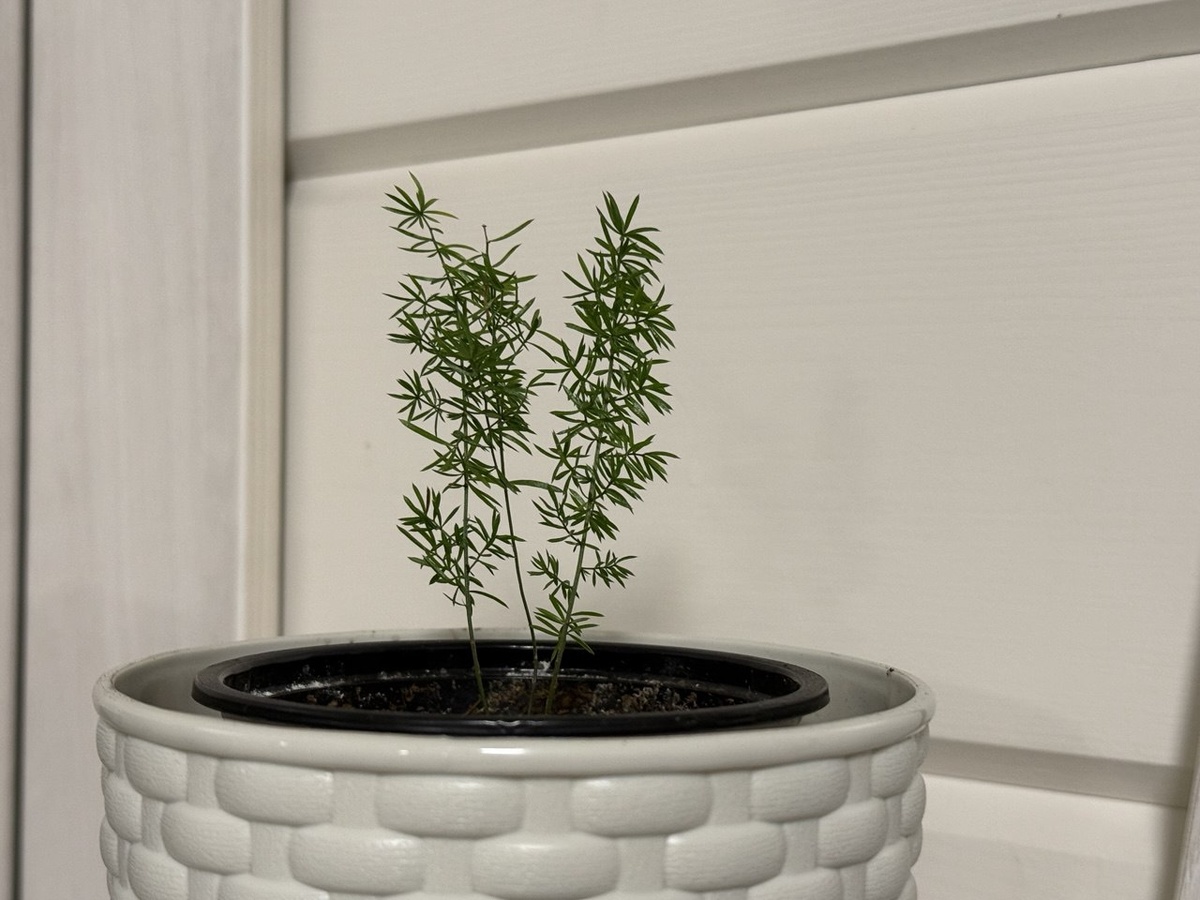 Фото автора канала Дом с кипарисами