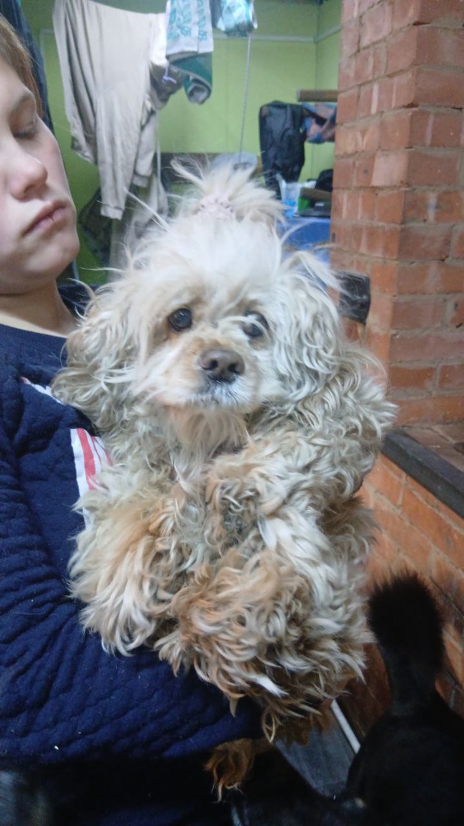 Люди обнаружили испуганную новгодними салютами собачку и принесли её в приют. Информацию о находке разместили в соц. сетях г.Улан-Удэ и в тот же день за собачкой приехал хозяин. Для собачки всё закончилось хорошо, она дома.