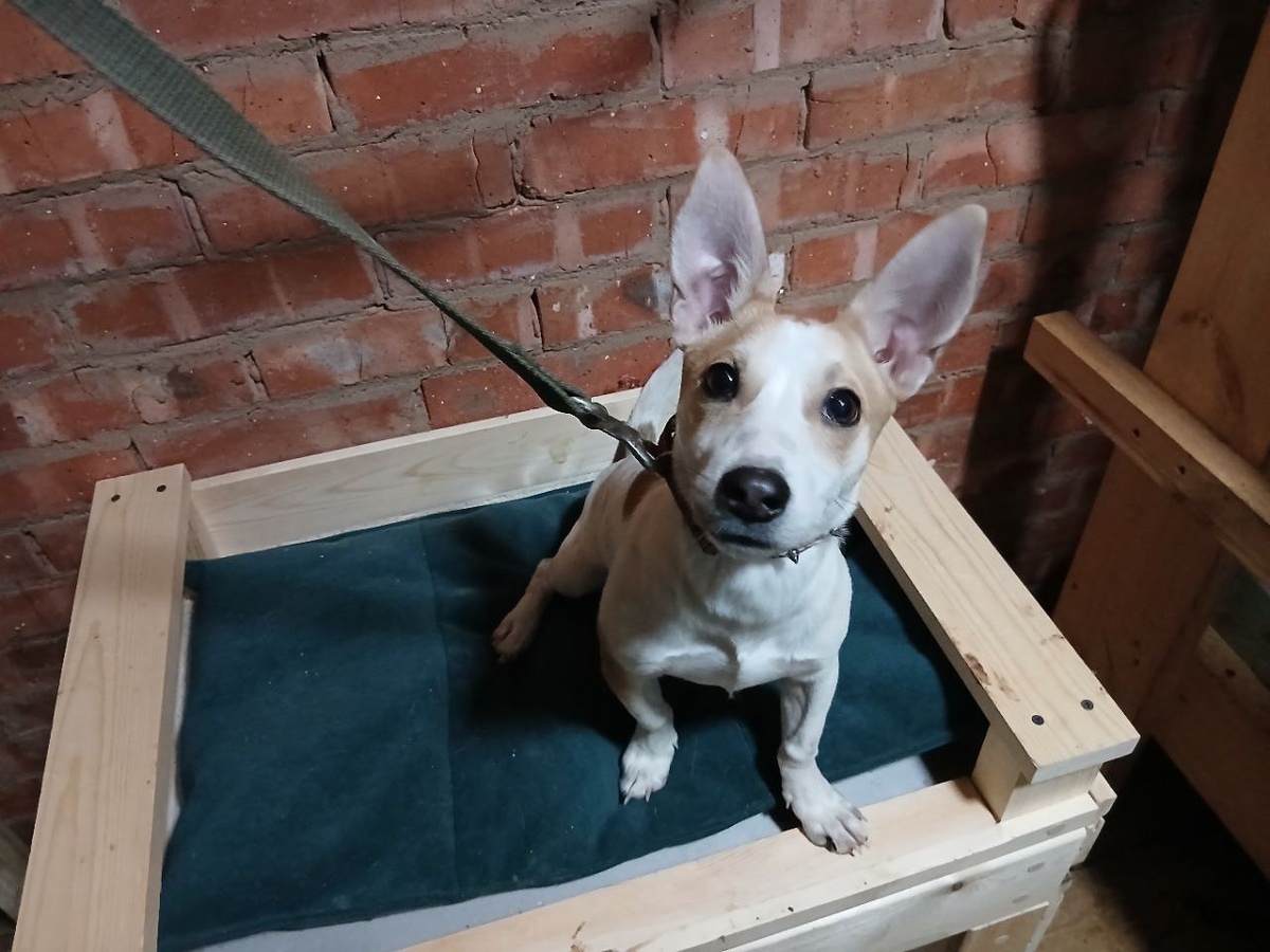 Этот щенок попал в приют незадолго до Нового года, его хотели забрать домой, но передумали. Малышу примерно 4 месяца, мальчик, активный, веселый, общительный, бывшедомашний. Ему очень нужен дом, в приюте малышу совсем не место. Если малыш понравился, пишите, звоните, возможна организация доставки в другие регионы.