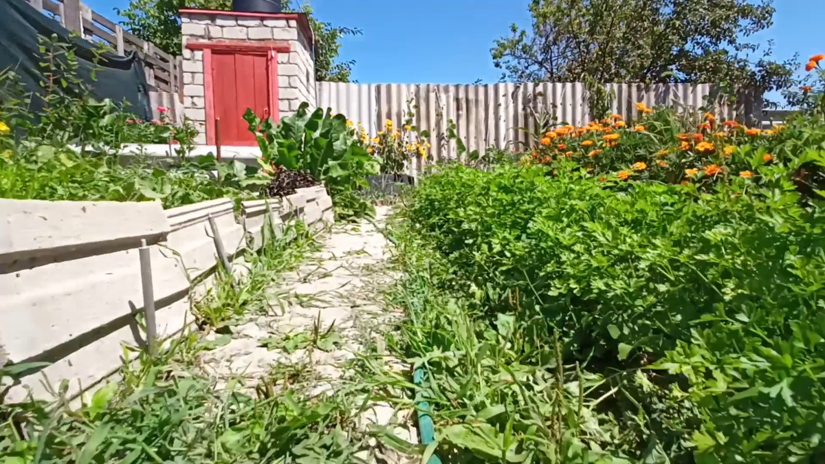 Рудбекия – канал про цветы. Сорняк растёт быстрее петрушки? Как не дать сорняку ни единого шанса.