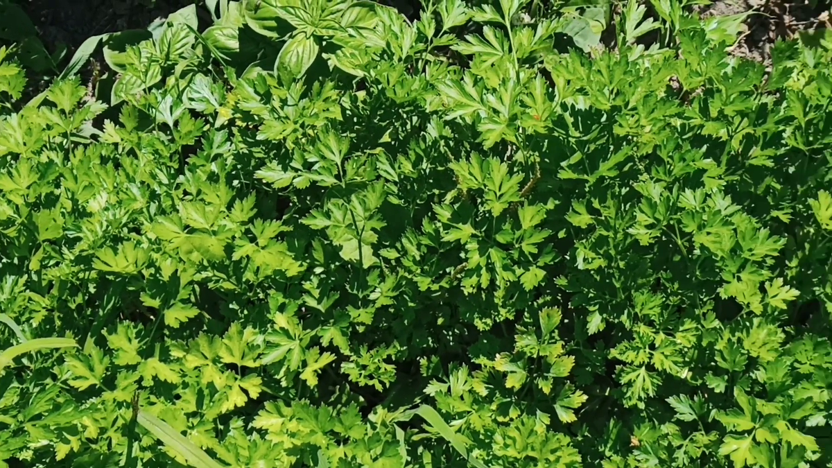 Рудбекия – канал про цветы. Сорняк растёт быстрее петрушки? Как не дать сорняку ни единого шанса.