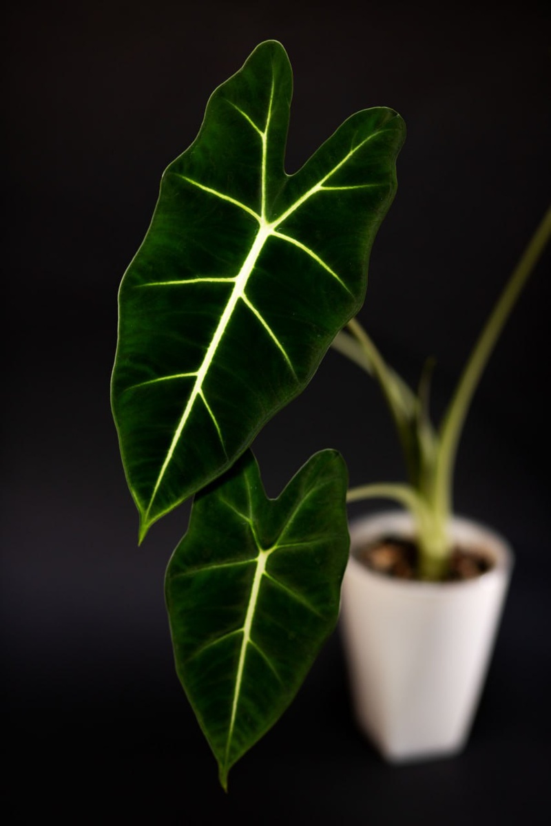 Алоказия Мишольца