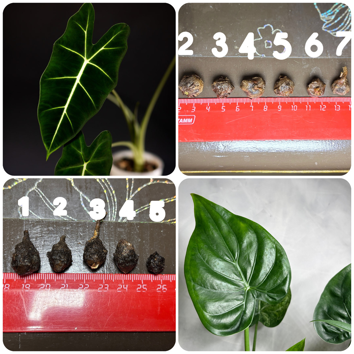 Клубни алоказий