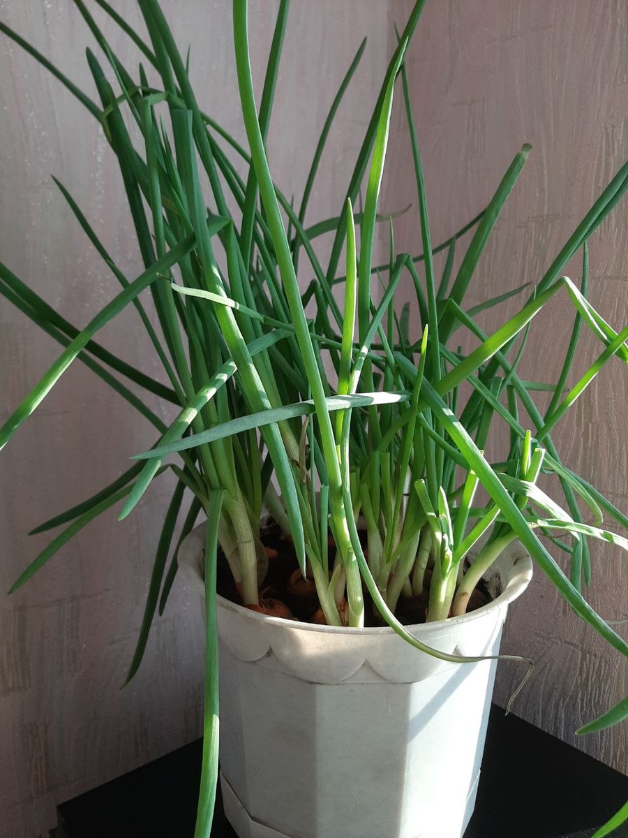 Муж большой любитель зеленого лука - так что оценил)