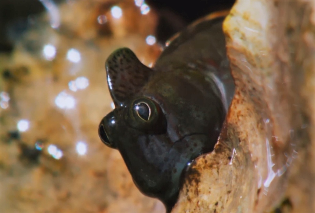 Blenny fish. Источник: bbc.co.uk