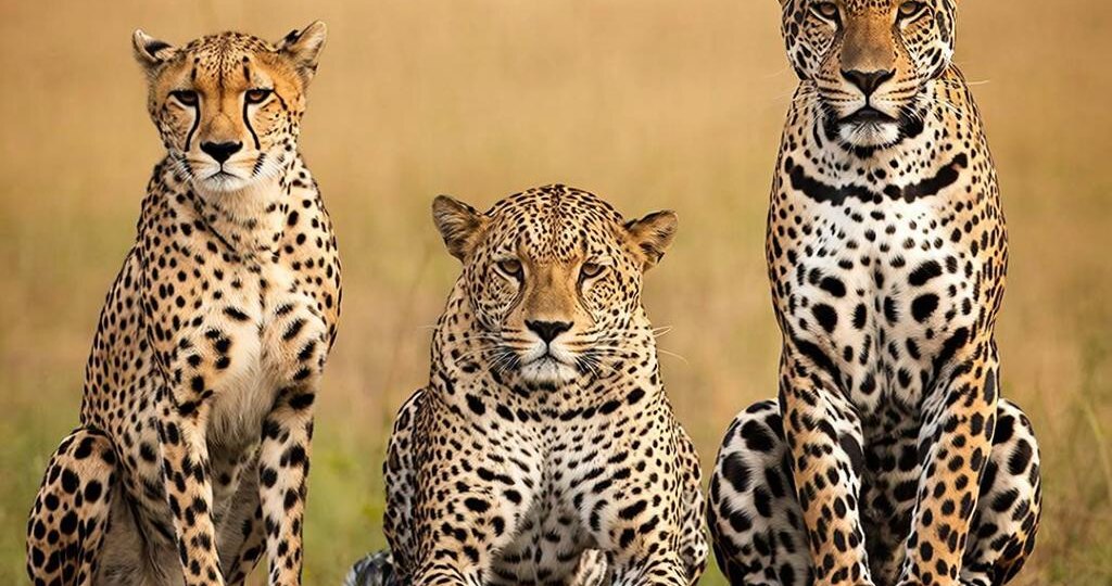 Сравнение Гепарда, Леопарда и Ягуара
