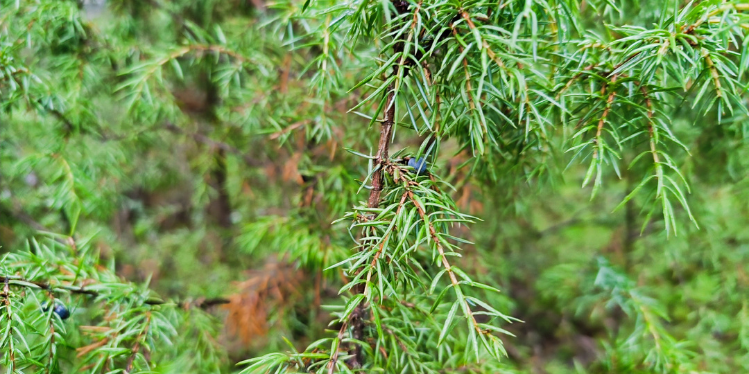 Можжевельник и тени старого леса: почему я с опаской и уважением подхожу к «вересу» в сумерках декабря