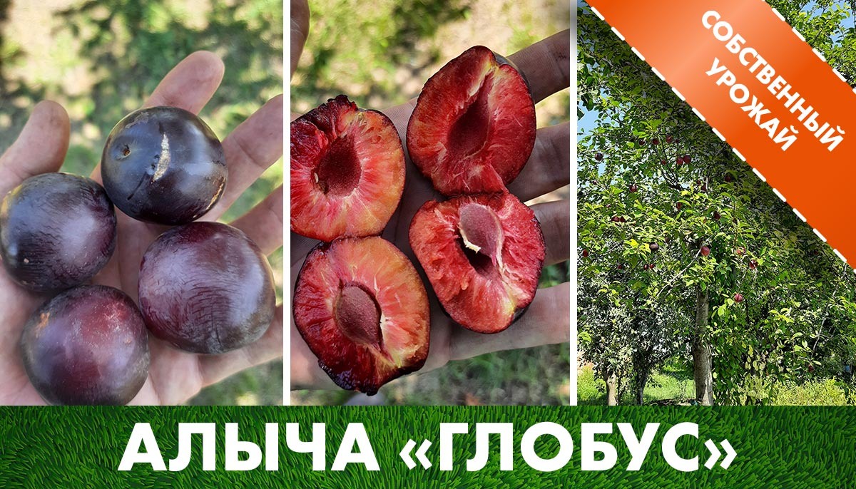Пример плода Алычи «Глобус» в пеериод сбора урожая на нашем участке