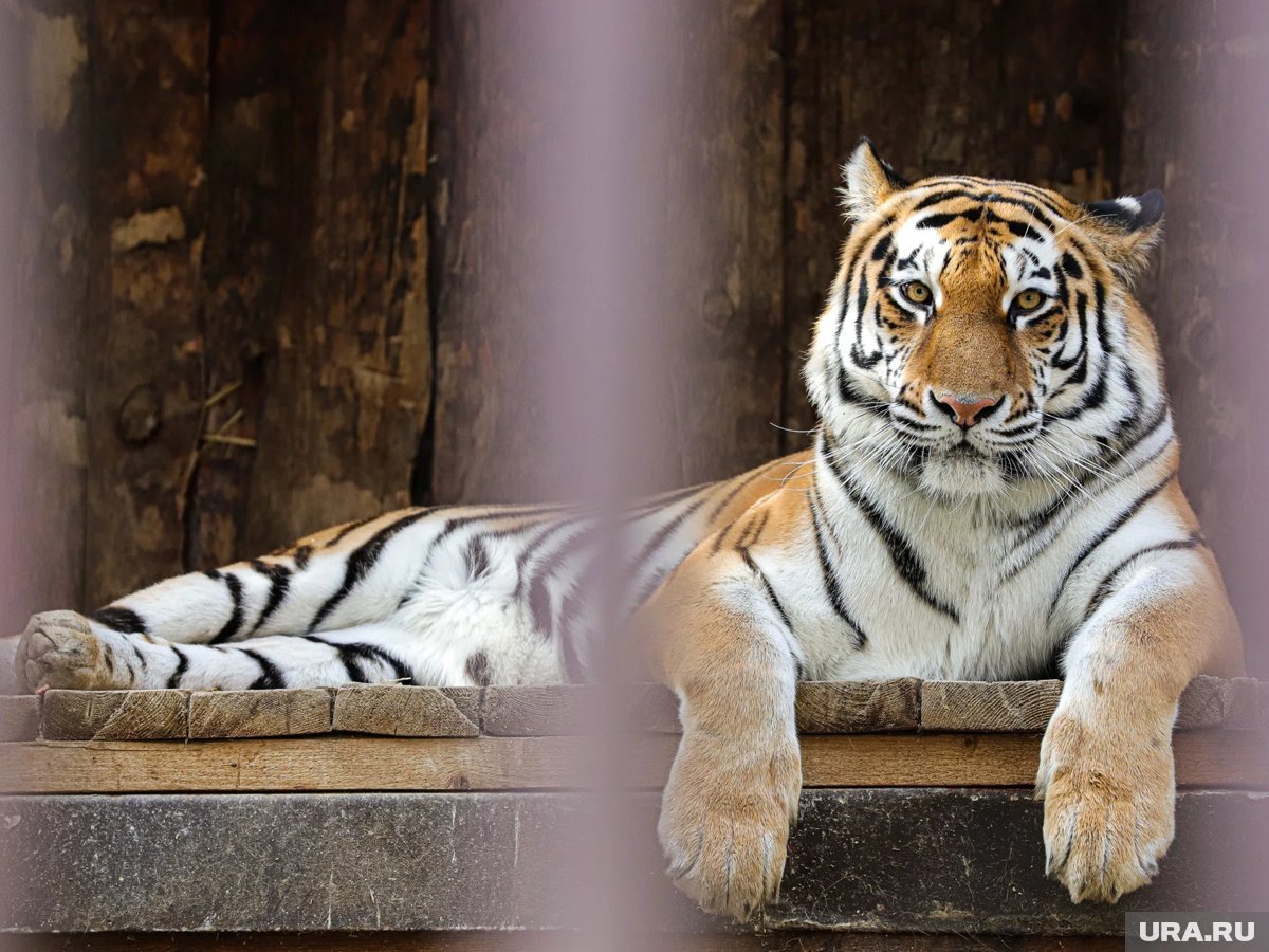     Амурским тиграм построят новое жилье
