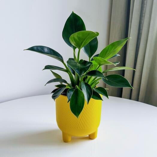 Филодендрон Green Princess: как я возвращала растению форму, плотность и красоту