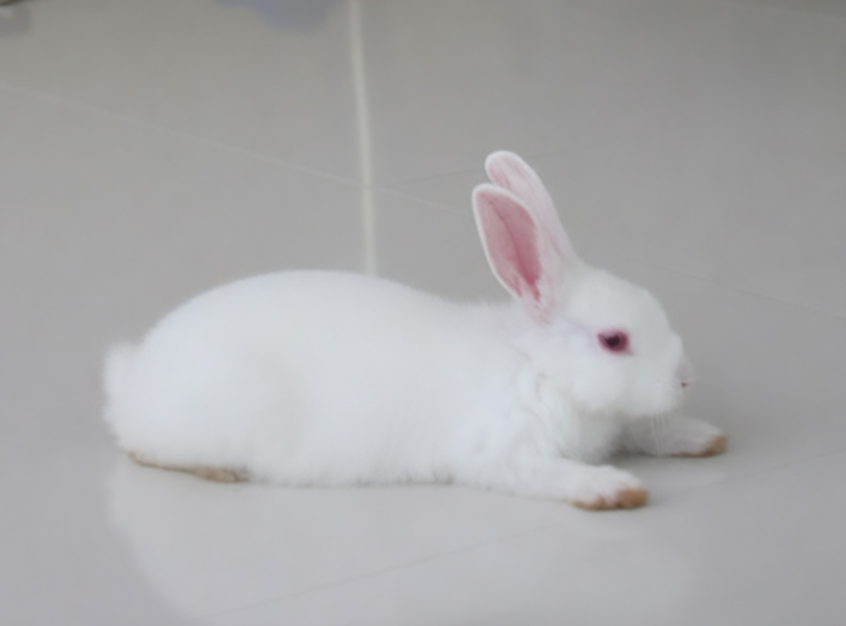 Соседский кролик