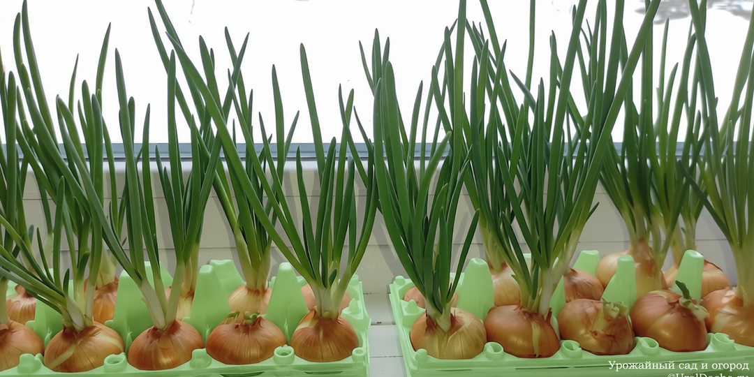 Каждую неделю снимаю урожай зеленого лука благодаря этим коробкам