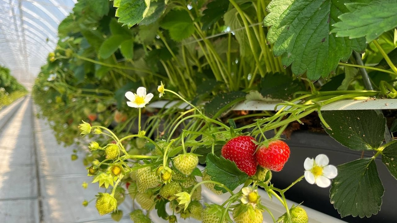    Первый в 2026 году урожай клубники собрали в Нежинском Фото: Администрация Предгорного округа