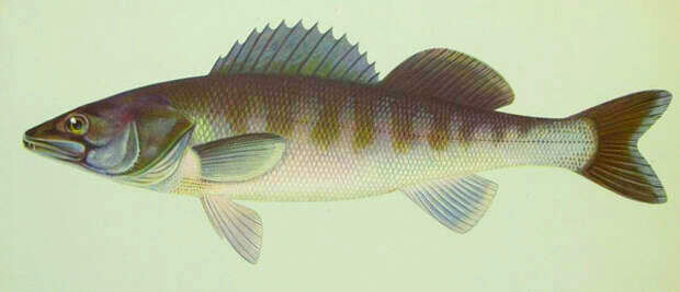 Морской судак.