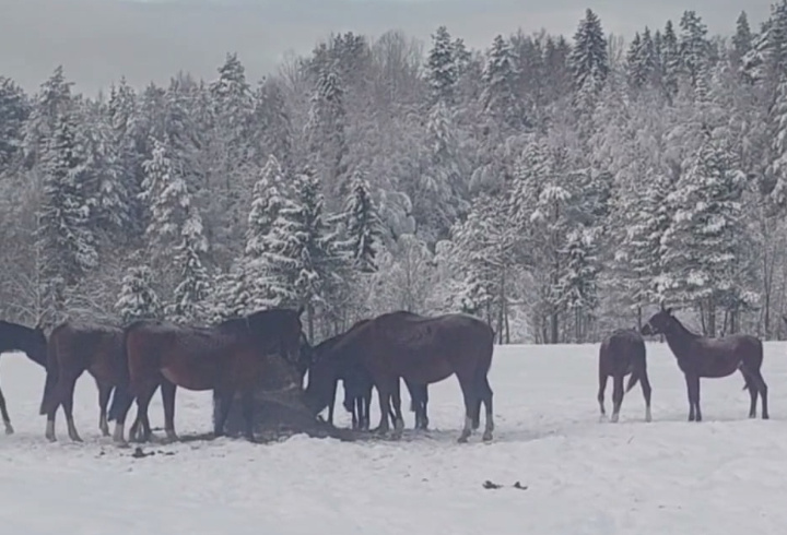 фото: t.me/agrar47