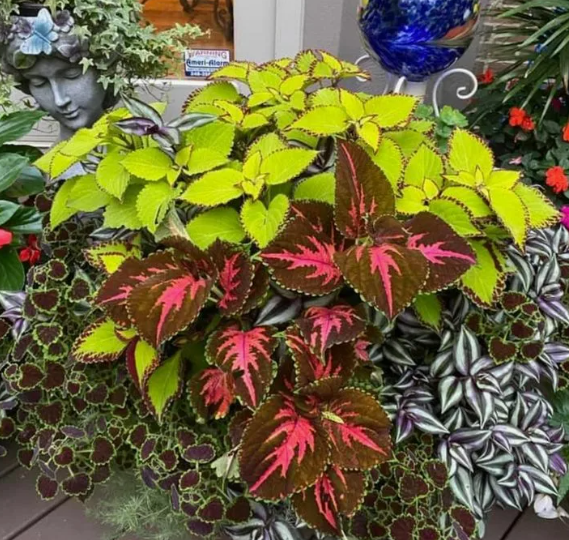 Эти цветы не смогли уничтожить дожди и холод. Подборка самых живучих цветов