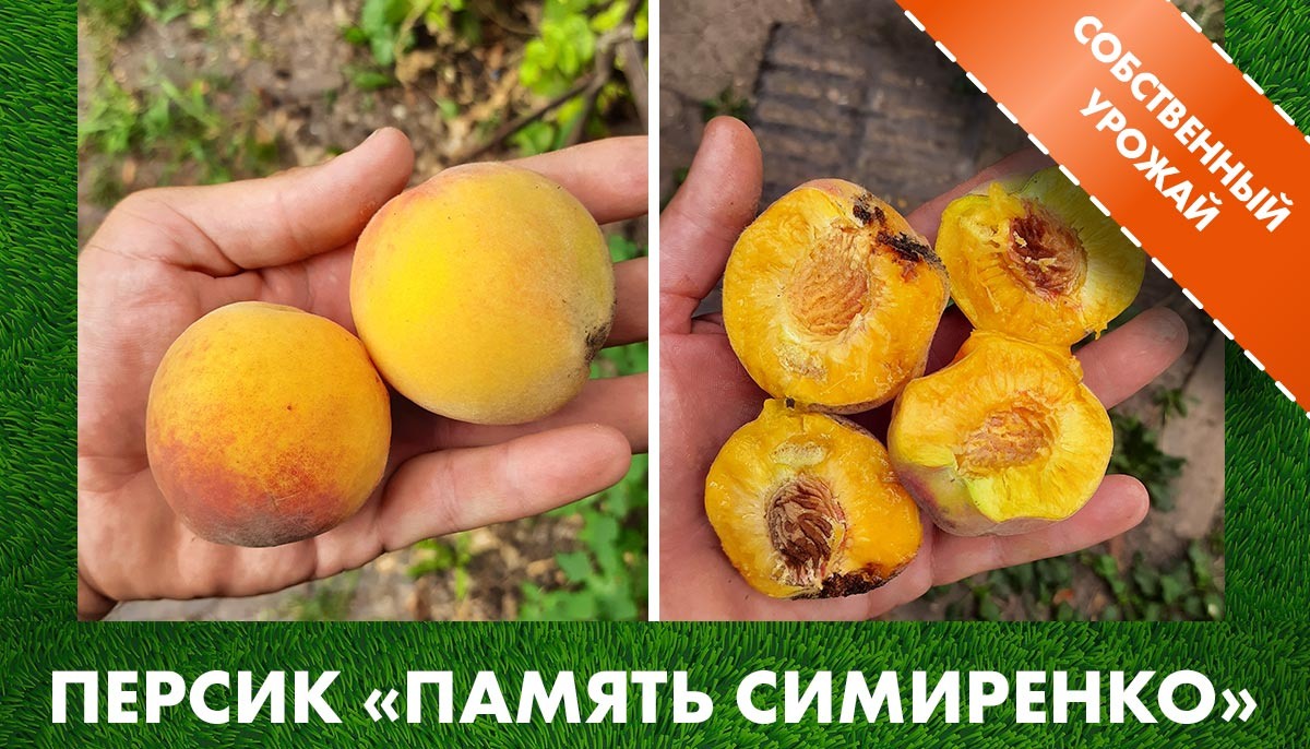 Урожай персика «Память Симиренко» на нашем участке в клетке саженцев