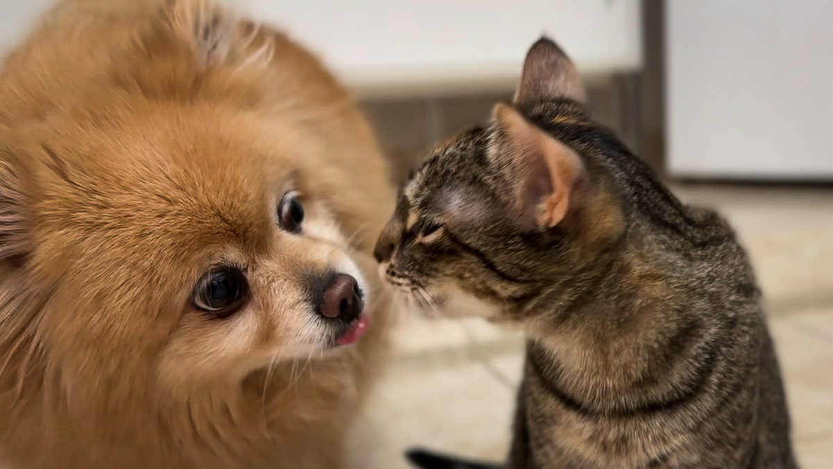 Буся облизывает Лану после еды