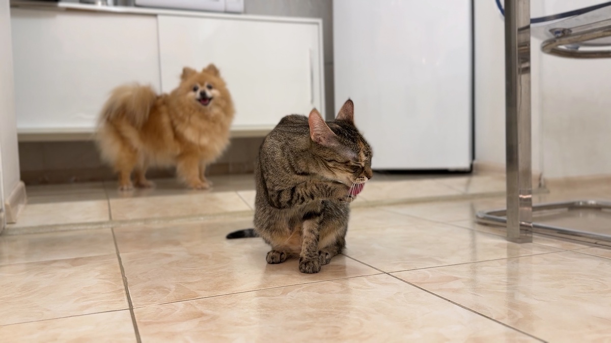 Лана после еды приводит себя в порядок