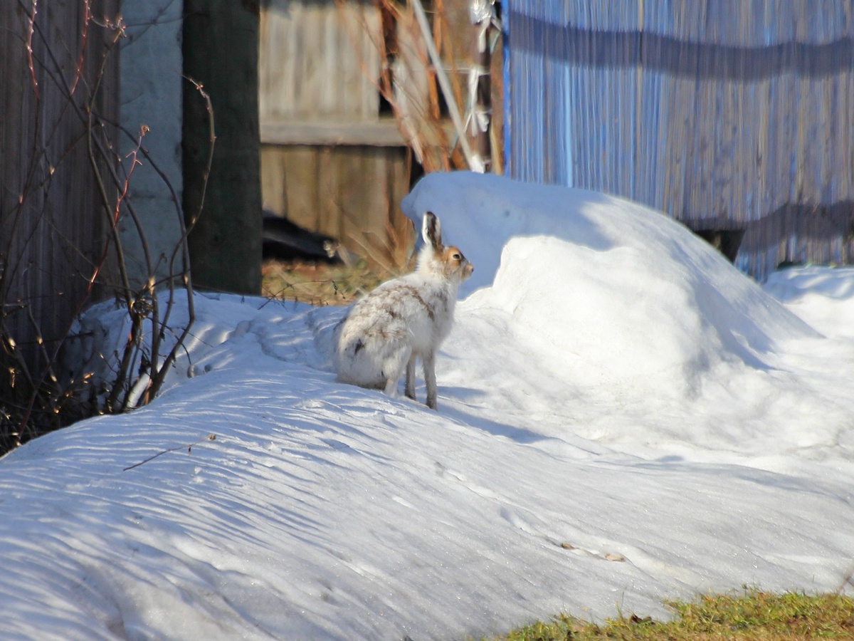 Заяц в саду. Фото: Михаил Соколов, m-sokolov.ru