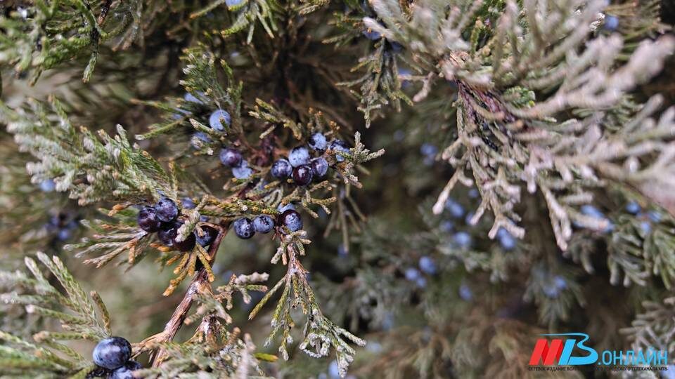    Фото: МТВ.ОНЛАЙН / Елизавета Денисова