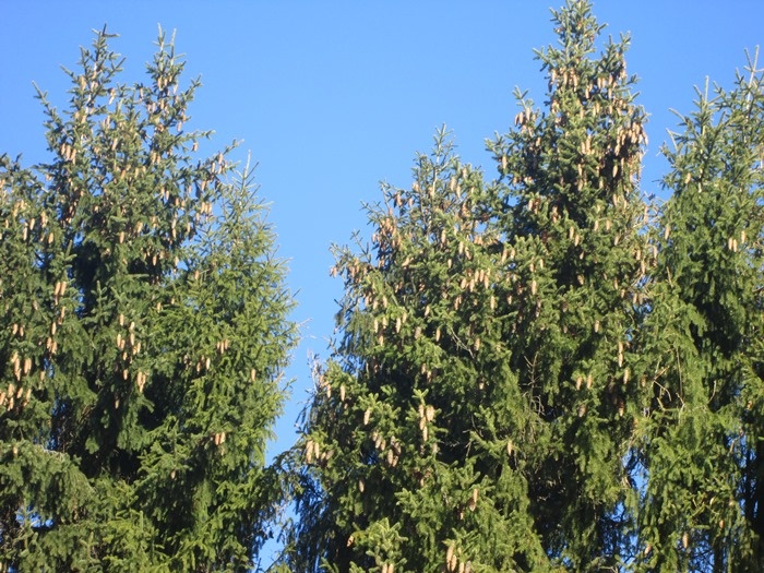 Ель обыкновенная - скорей всего (фото из архива автора)