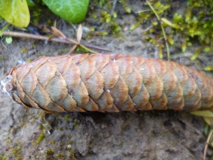 Еловая шишка (фото из архива автора)