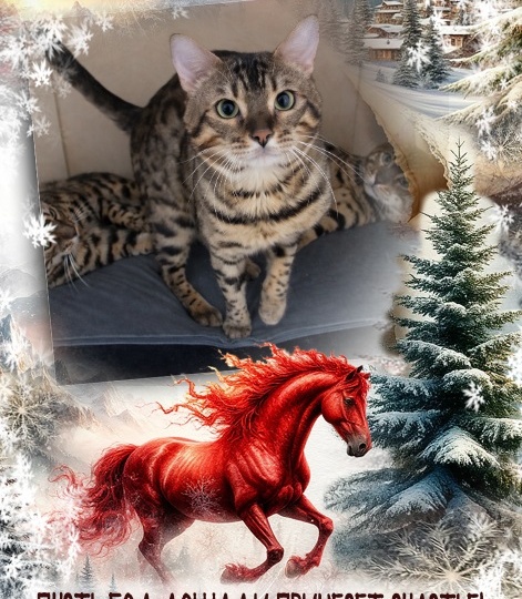 Бенгалу очень нужно НГ чудо, чтобы найти дом🏡