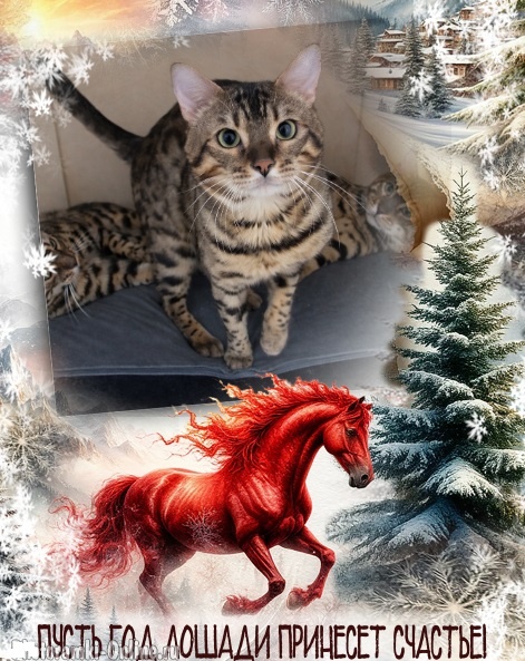 Сеньор поздравляет всех с Новым Годом! 🎄