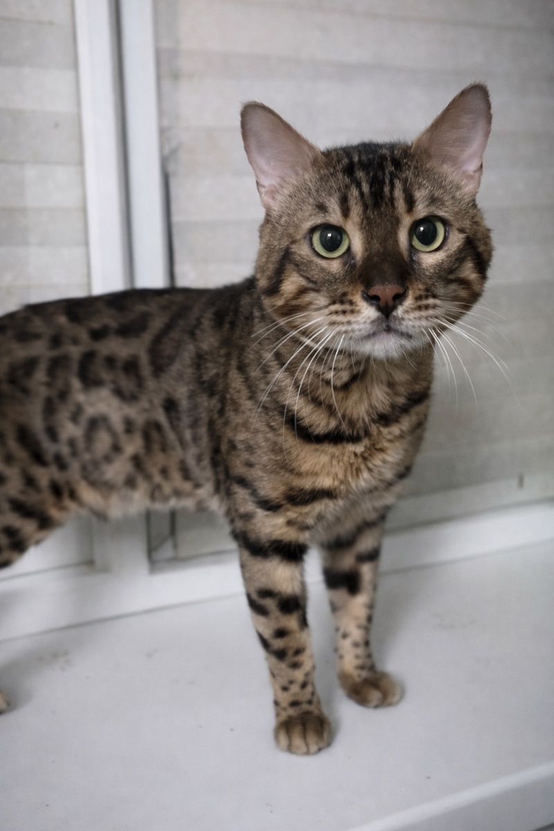 Сеньору очень нужен дом 🏡