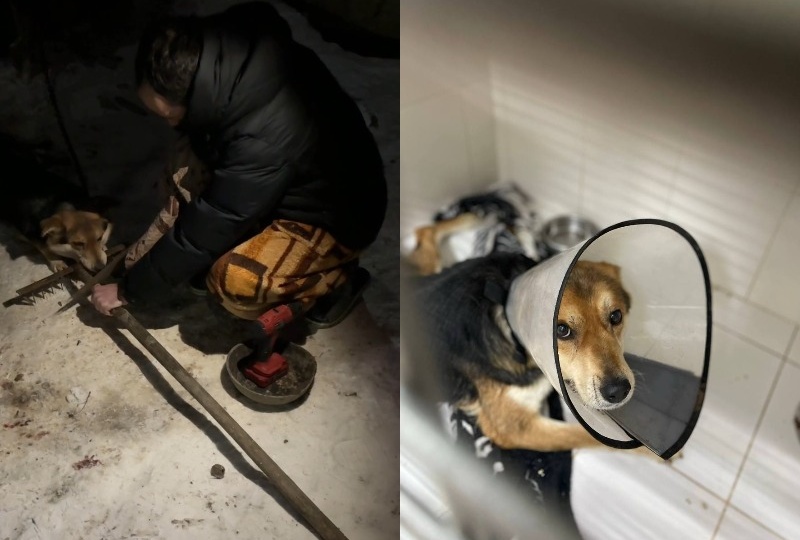 Волгоградец воткнул грабли в собаку в Новый год: пса спасают