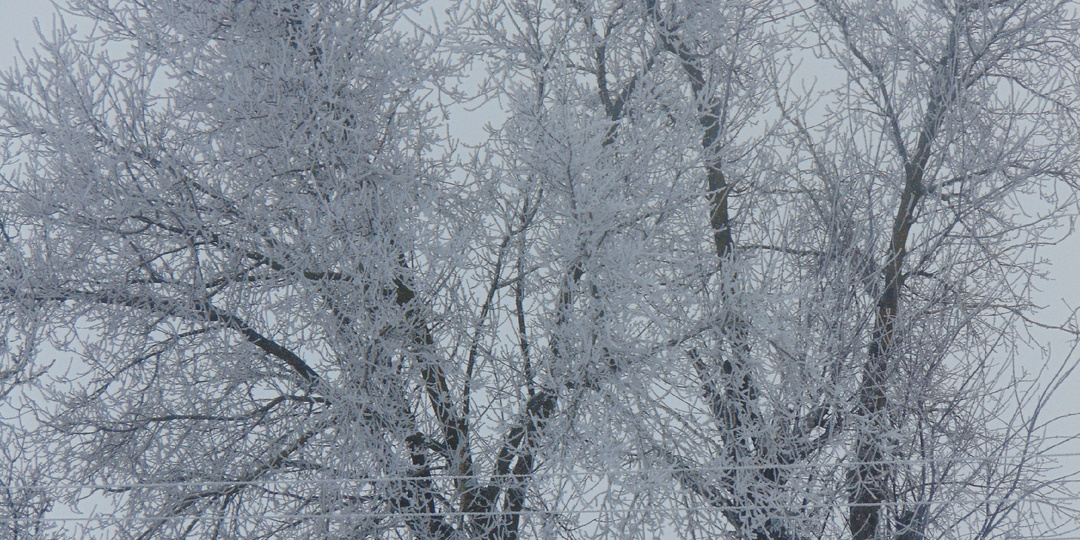 Январь, опять он к нам пришёл