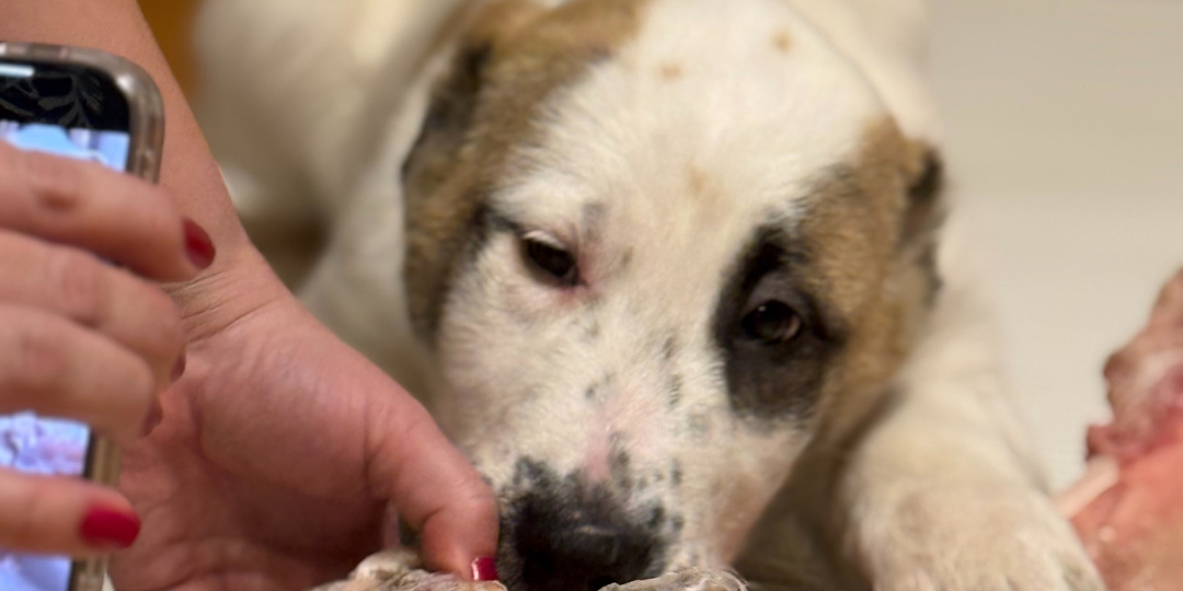 Если алабай спокойно отдаёт кость — он не становится плохим охранником. Он становится надёжным и адекватным членом семьи!