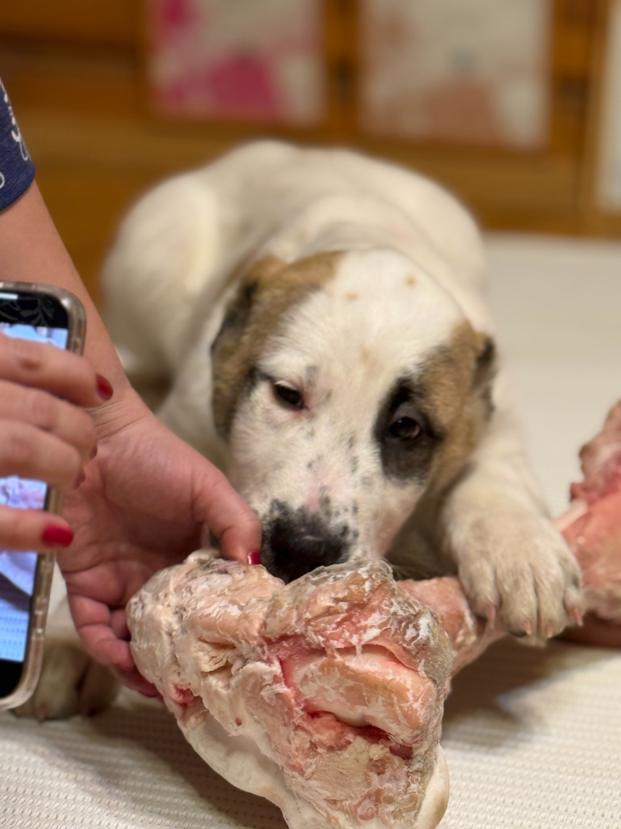 Щенок 2 месяца Туркмен Кала Абрай спокойно отдаёт кость. Щенок второй раз видит человека, который забирает кость.