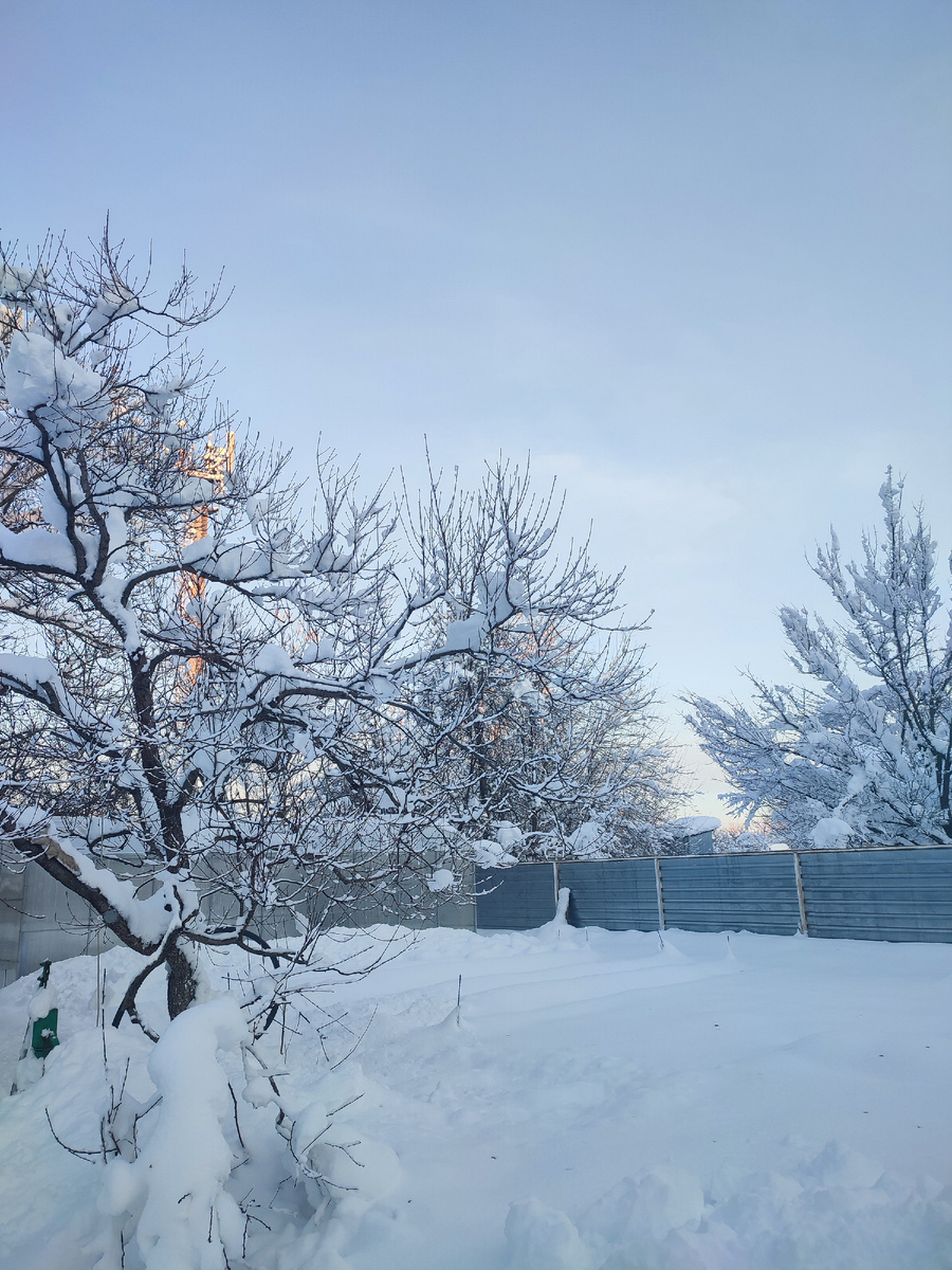 Снег в саду