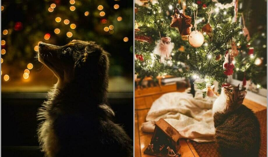 15 доказательств того, что питомцы ― лучшие компаньоны на новогодние праздники