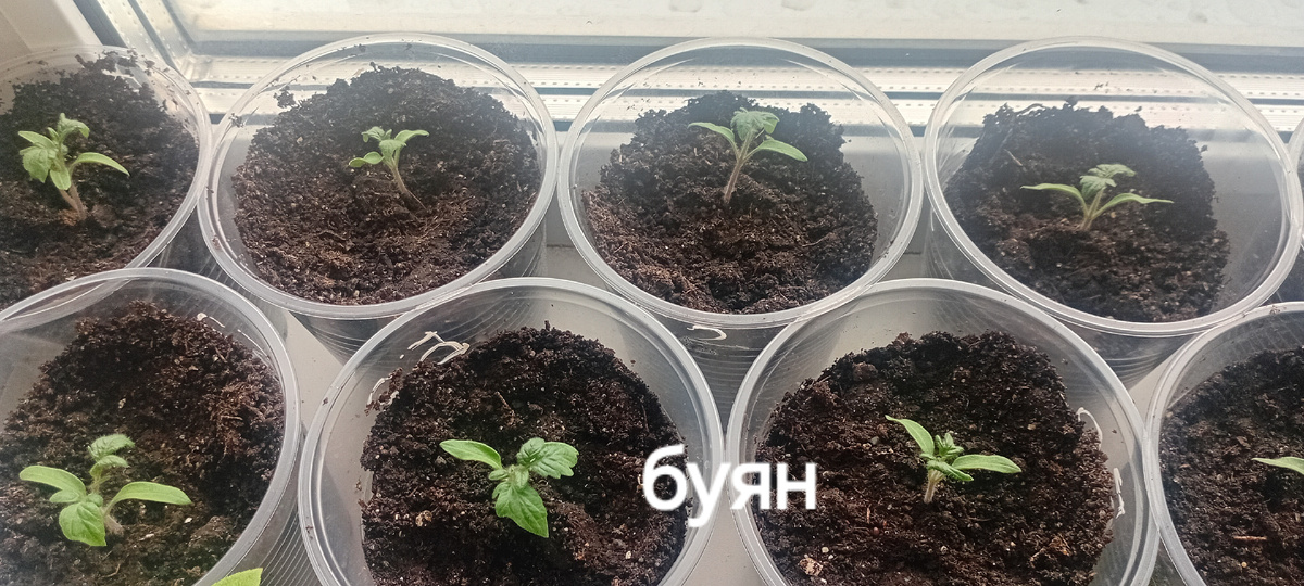 Буян через неделю после всходов