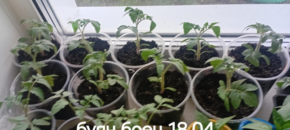 Буян через 2.5 недели после всходов