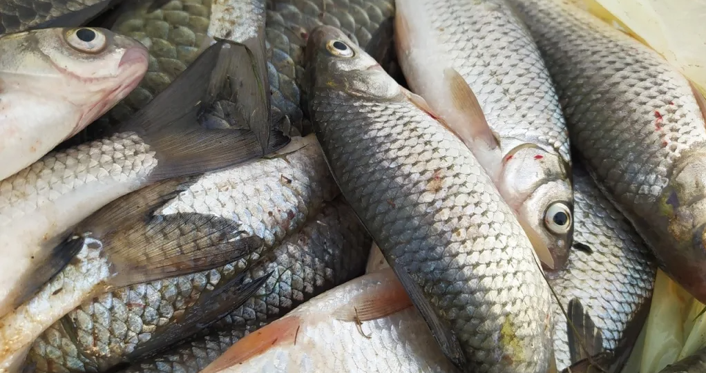 Вобла на грани: в Астрахани предлагают полный запрет до 2031 года